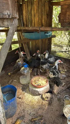Patos