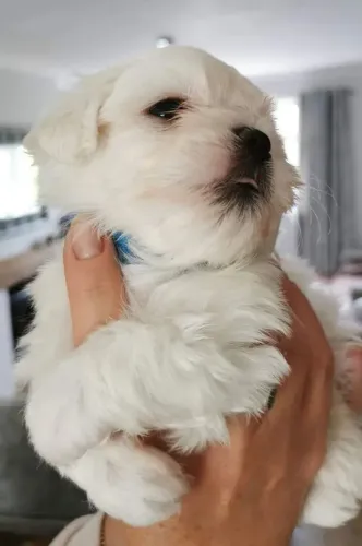 Maltês Encanto, beleza e companheirismo em um só pet