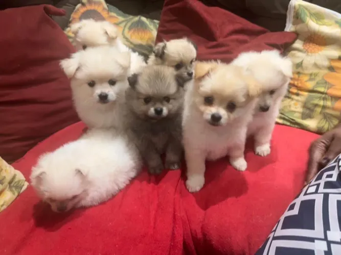 Lindos Spitz Alemão
