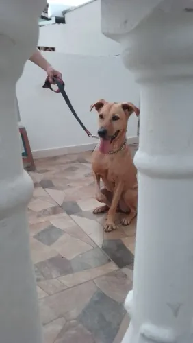 Doação de cachorro 