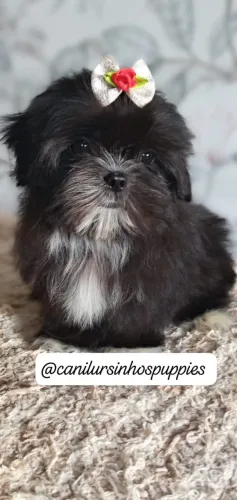 lhasa apso perfeitos bebes pronta entrega