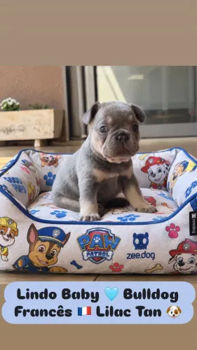Filhote Machinho Bulldog Francês Lilac