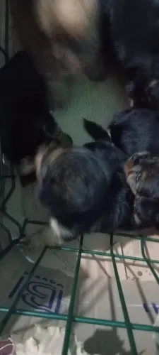 Animal de estimação
