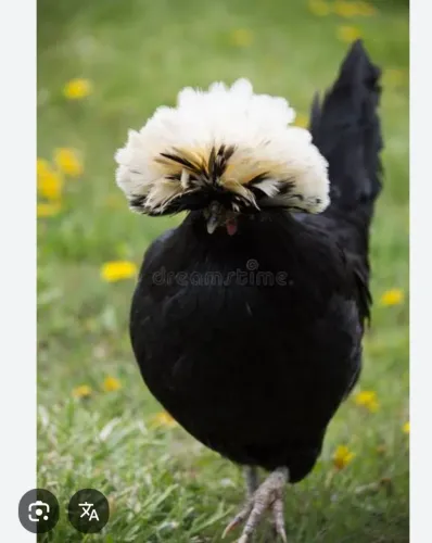 Vendo casal de polonesa bantan preta de tapete branco 