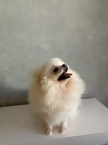 Lulu da pomerania (fêmea ) 