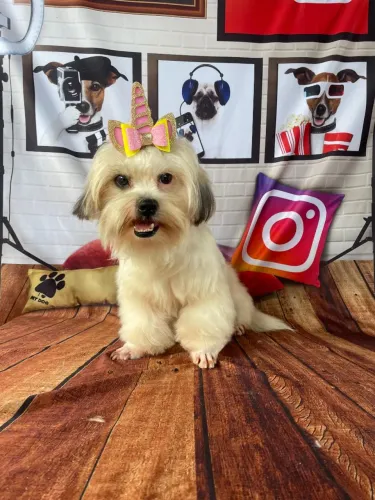 ? DOAÇÃO RESPONSÁVEL SHIHTZU FÊMEA
