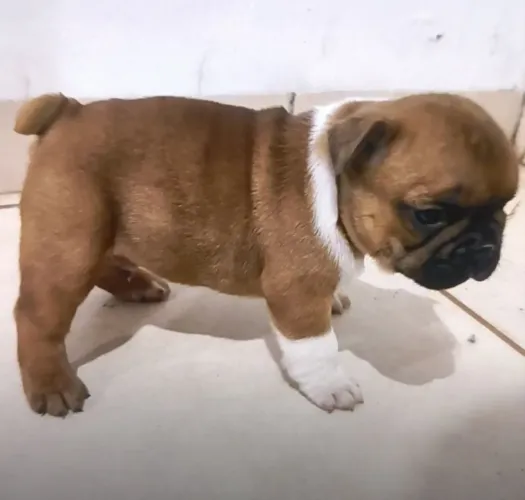Buldogue francês