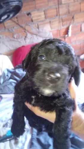 POODLE FILHOTES MACHO PRETINHO