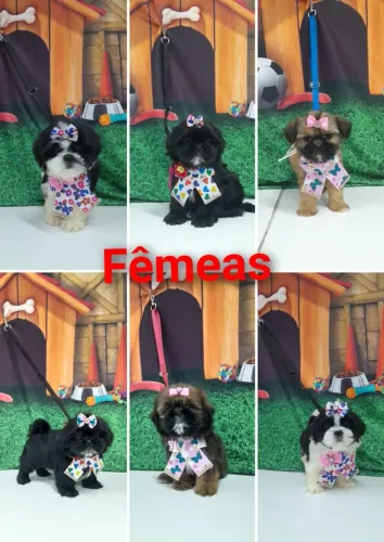 Shih Tzu legítimos com 50 dias, fêmeas e machinhos a pronta entrega ZAP *