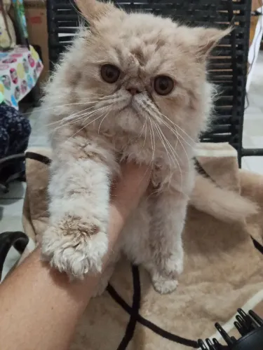 Lindo gato Persa,vacinado.
