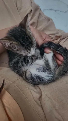 GATINHO FILHOTE PARA ADOÇÃO
