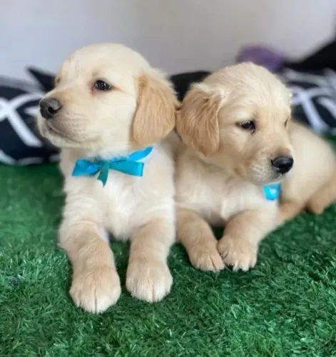 Golden Encontre o companheiro perfeito hoje mesmo