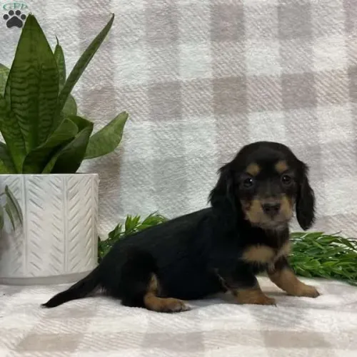 Dachshund Arlequim Pelo longo | Mais que um pet,o novo membro oficial da família
