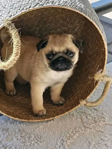 Pug Filhotes de canil com ótimo temperamento