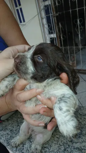 FILHOTES DE COCKER SPANIEL INGLÊS 