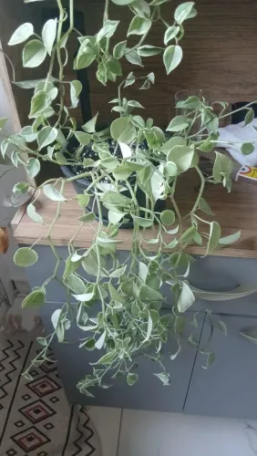 Plantas