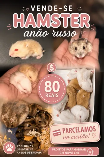 Hamster anão russo 