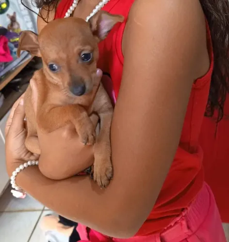 Pinscher femea