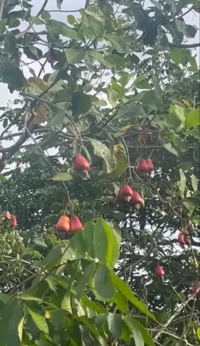 Vendo lindo sítio com bastante fruteiras