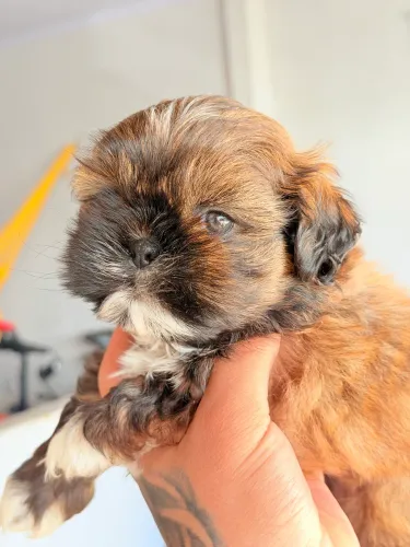 Shih tzu macho miniatura