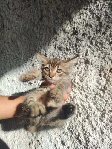 GATINHOS PRECISANDO DE LAR ( MÃE FOI ENVENENADA)