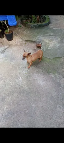 Animais de estimação 