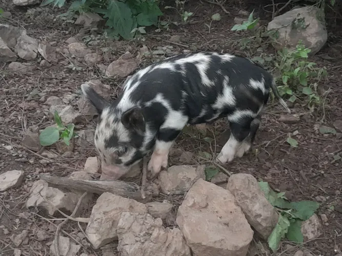Mine porco