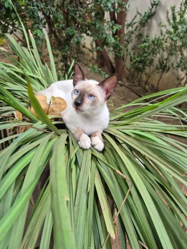 Doação de Gatos filhotes