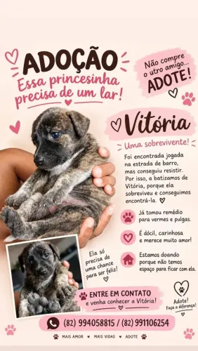 DOAÇÃO DE FILHOTE DE CACHORRO