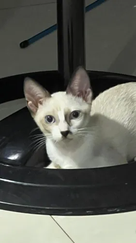 Gata SDR - 3 Meses (Doação)