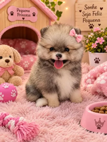 Linda e fofinha Lulu com pedigree
