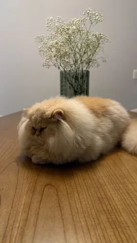 Gato persa