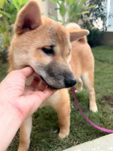 Filhote de Shiba Inu 