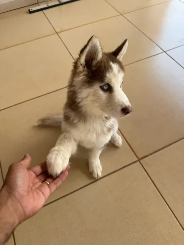 Husky siberiano