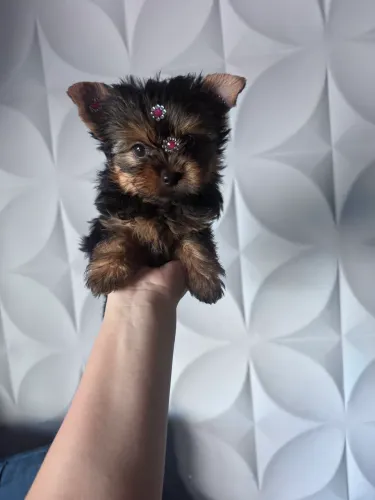 Yorkshire micro fêmea 