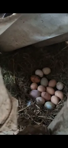 Ovos de indio gigante