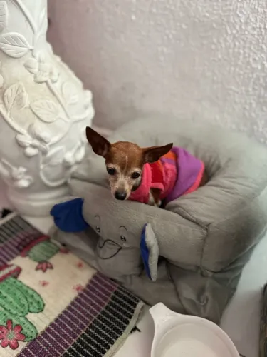 Pinscher 