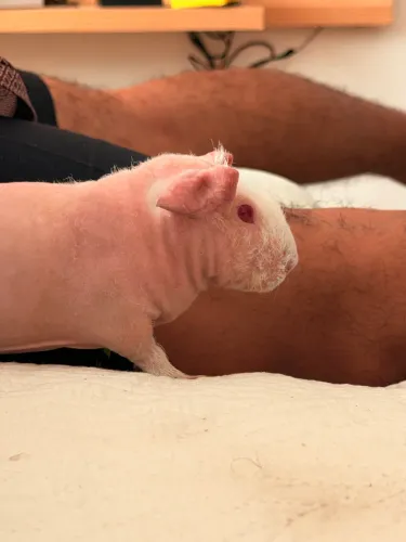 Porquinho da índia 