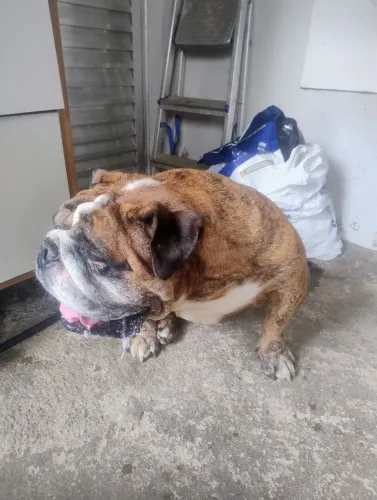 Doação de Bulldog Inglês 