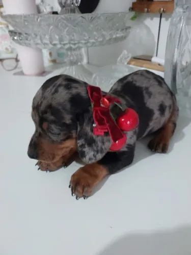 Basset  arlequim  mofadinha fêmea 