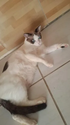 Adoção Gato Castrado