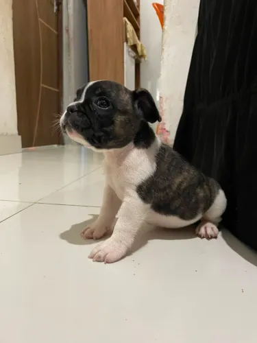 Filhote de bulldogue francês 