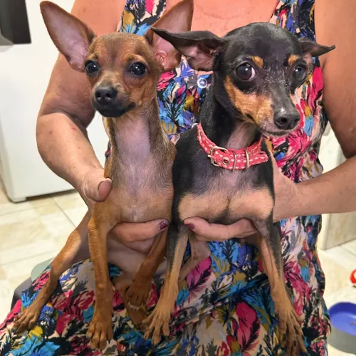Pinscher  fêmea marrom 