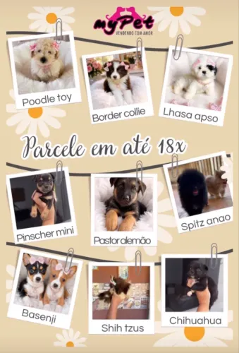 Canilmypet_ promoção com kit grátis 