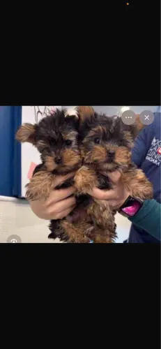 Cachorrinho york shay
