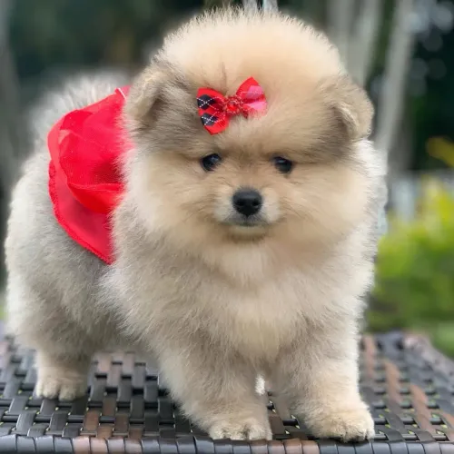 SPITZ alemão com pedigree CBKC 
