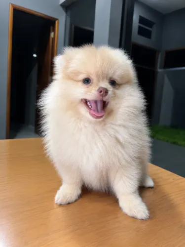 Spitz Beaver Merle