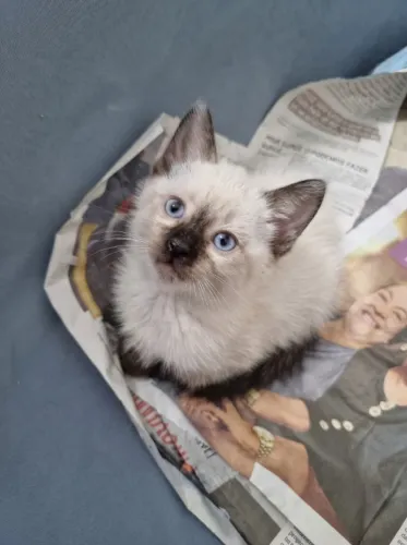 Filhote Siamês Fêmea Gato