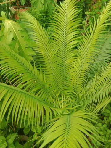 Jardim plantas palmeira Cica