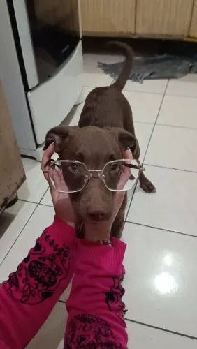 Cachorra para doação